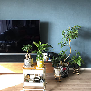 見た目の良さやお世話しやすさを意識！センス抜群な観葉植物の置き方