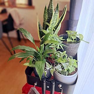 初心者でも楽しみたい☆お気に入りのグリーンでお部屋を爽やかに