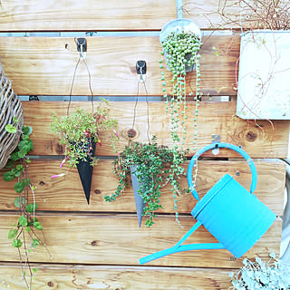 ［イベント参加者募集］「コマンド™ フック」を使って素敵な植物のディスプレイを考えてくれる方、最大15名大募集！