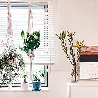 リビングに癒しのアクセント♪インテリアに添えたい観葉植物と飾り方