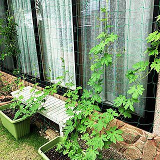 育つ姿もごちそう!夏のベランダ菜園で楽しむ暮らし