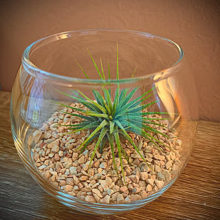 取り入れるだけでセンスアップ！無印良品のインテリアグリーンと関連グッズをご紹介