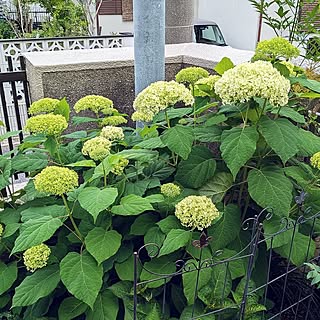 【今週の〇〇】テーマは「植物のある暮らし」！最新の投稿写真をピックアップ