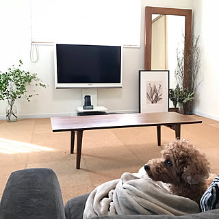 もっと快適に過ごせるように♪年をとったペットが暮らしやすくなる工夫