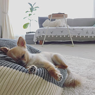 ダメになるほどゴロゴロしちゃう!心地よさ抜群のアイテム