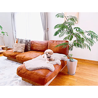 愛犬と楽しむインテリア♡わんこと暮らす家づくりのアイデア