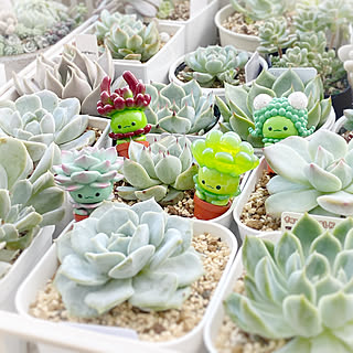 大人も子どもも楽しめる♡ガチャガチャコレクション&ディスプレイアイデア