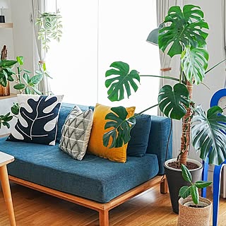 スタイリッシュで育てやすい品種が勢ぞろい！インテリアにおすすめの観葉植物10選