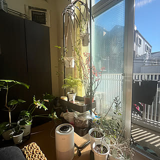 【今週の〇〇】テーマは「植物のある暮らし」！最新の投稿写真をピックアップ