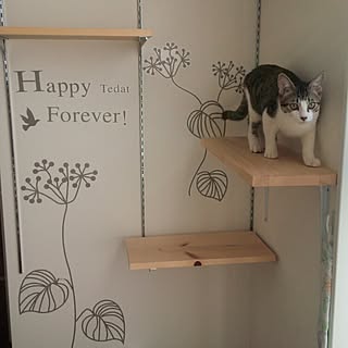 猫も人もHAPPY♡インテリアとして楽しむキャットウォーク