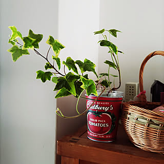 インテリアを魅力的に引きたてる♪お部屋にアイビーを飾る方法