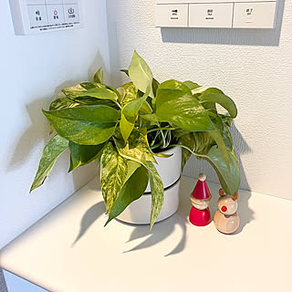 植物アイテムも充実！今こそチェックしておきたい、無印良品のグリーングッズをご紹介