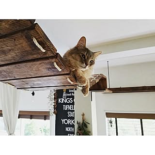 ネコ飼いさんがDIY!ネコちゃんがよろこぶ手作り遊び場