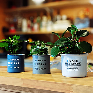 小さな心のオアシス♡ダイソーのミニ植物で作るグリーンコーナー