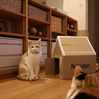 身近な材料で遊び心を満たす♪子どもからペットまで楽しめるダンボールハウスのDIY実例6選