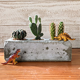 お部屋のワンランクアップを目指して♪インテリア映えするサボテンの飾り方