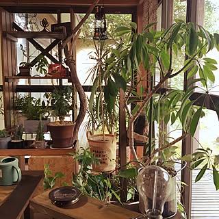 植物が主役!?植物とともに暮らしているお部屋