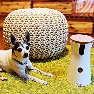 ワンちゃんとの生活に安全と快適を☆ペット用家電のある暮らし