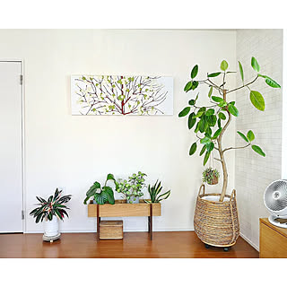 置くだけで雰囲気がよくなる♪プラントスタンドではじめる植物のある暮らし