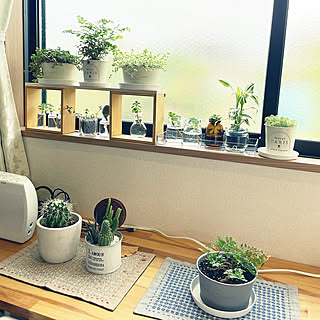 「省スペースに使える！ボンド接着だけでOKな植物棚のレシピ」 by SSSSさん