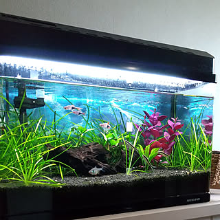 おうちにいながらトロピカルな風景を満喫♪熱帯魚との暮らし