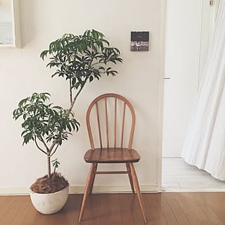 「曲げ木」の曲線が美しい!アーコールチェアの魅力