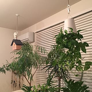 まるで植物園!?吊るして楽しむ植物の新たな一面♪