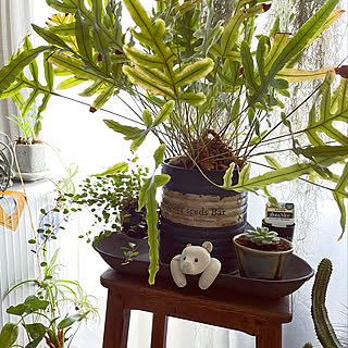 植物のある暮らしをもっと楽しむ♪1ヶ月に1回のカンタンお手入れがおすすめ