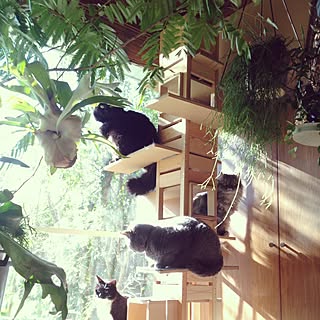 猫のびのび、家族くつろげる♡キャットタワーのあるお部屋