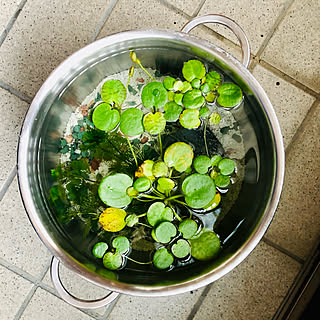自然の生態系を自宅で再現!癒されるビオトープや水槽のある空間10選