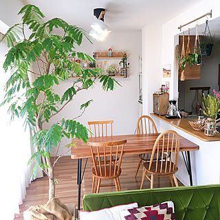 インテリアにインパクトをプラス！スタイル別に見る大型の植物10選