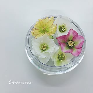 お部屋に温もりと彩りを♡冬のインテリアに飾りたい切り花や枝物