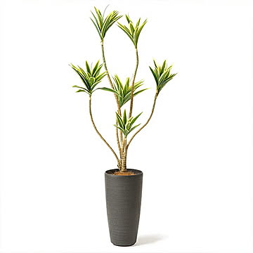 PRGR-1362 ドラセナ TPプランター H138cm eco / GREENPARK プリマ GREENPARK PRGR-1362