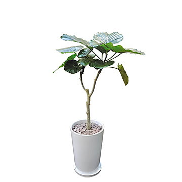 INTERIOR PLANTS 陶器Lシリーズ ウンベラータ 株