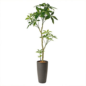 PRGR-1360 パキラ TPプランター H145cm eco / GREENPARK プリマ GREENPARK PRGR-1360