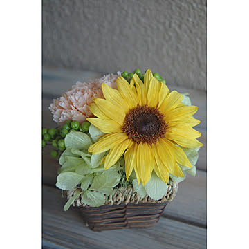 Sunflower