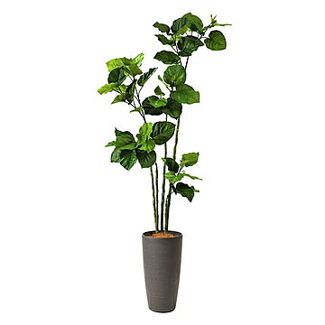 GREENPARK ウンベラータ TPプランター H175cm eco PRGR-1372 プリマ