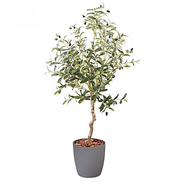 オリーブ 23028【プラザセレクト】