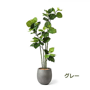 GREENPARK ウンベラータ エッグポット H155cm eco PRGR-1266 プリマ
