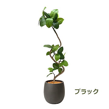 PRGR-1378 フィカスアルテシマ エッグポット H138cm eco / GREENPARK プリマ GREENPARK PRGR-1378