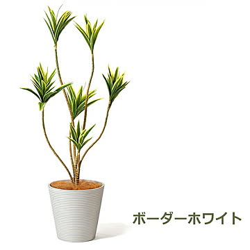 PRGR-1271 ドラセナ GWプランター H128cm eco / GREENPARK プリマ GREENPARK PRGR-1271