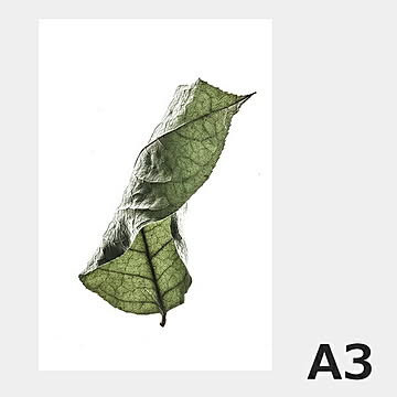 Floating Leaves 04 (大)A3 ポスター 8124