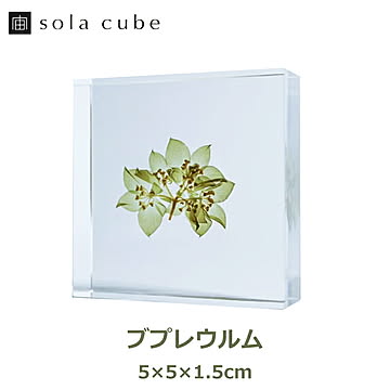 ブプレウルム ソラタイル /ウサギノネドコ 宙タイル 立体 植物 標本