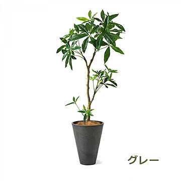 PRGR-1240 パキラ GWプランター H130cm eco / GREENPARK プリマ GREENPARK PRGR-1240