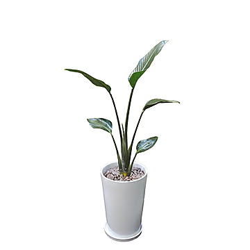インタープラネット 陶器Lシリーズ オーガスタ 株 INTERIOR PLANTS