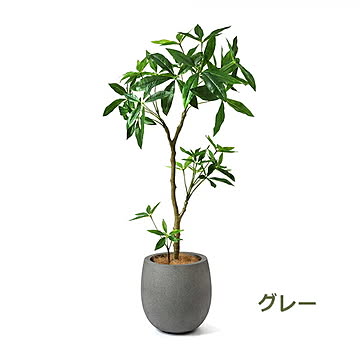 PRGR-1241 パキラ エッグポット H125cm eco / GREENPARK プリマ GREENPARK PRGR-1241