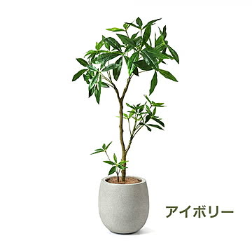 PRGR-1241 パキラ エッグポット H125cm eco / GREENPARK プリマ GREENPARK PRGR-1241