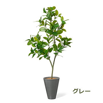 GREENPARK フィカスソフィア GWプランター H160cm PRGR-1533 プリマ