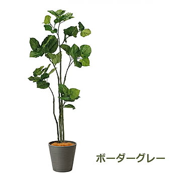 GREENPARK ウンベラータ GWプランター H163cm eco PRGR-1265 プリマ