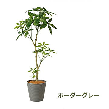 PRGR-1240 パキラ GWプランター H130cm eco / GREENPARK プリマ GREENPARK PRGR-1240